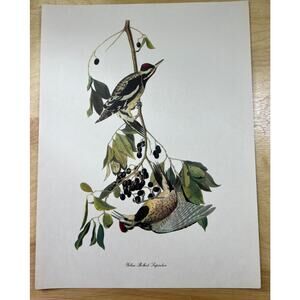 Audubon Birds of America Original Print Yellow Bellied Sapsucker Vtg 1950 9x12